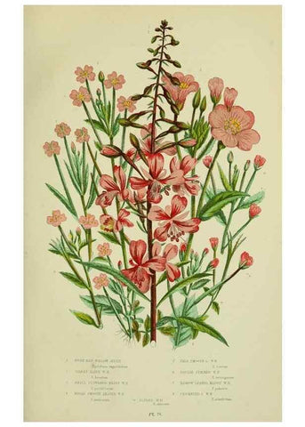 Reproducción/Reproduction 8516207712: The flowering plants, grasses, sedges, & ferns of Great Britain. London,F. Warne,1905.