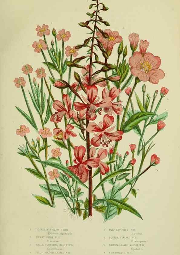 Reproducción/Reproduction 8516207712: The flowering plants, grasses, sedges, & ferns of Great Britain. London,F. Warne,1905.