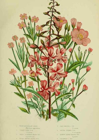 Reproducción/Reproduction 8516207712: The flowering plants, grasses, sedges, & ferns of Great Britain. London,F. Warne,1905.