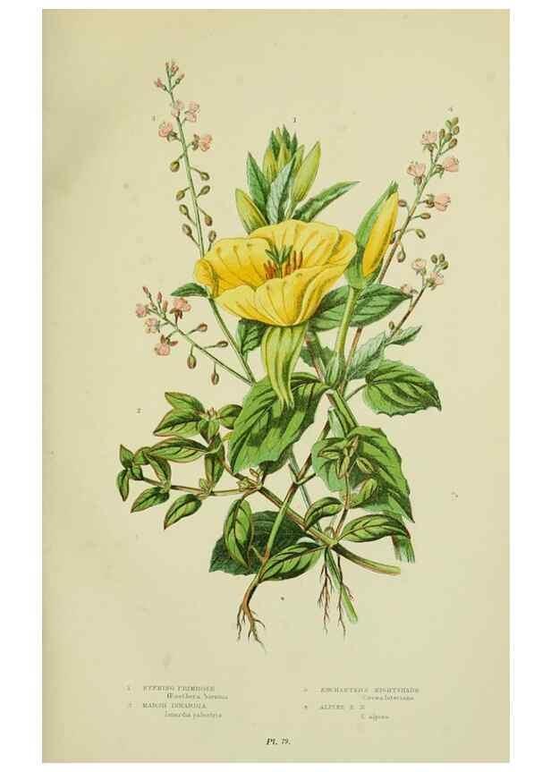Reproducción/Reproduction 8516208462: The flowering plants, grasses, sedges, & ferns of Great Britain. London,F. Warne,1905.