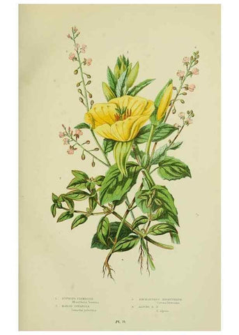 Reproducción/Reproduction 8516208462: The flowering plants, grasses, sedges, & ferns of Great Britain. London,F. Warne,1905.