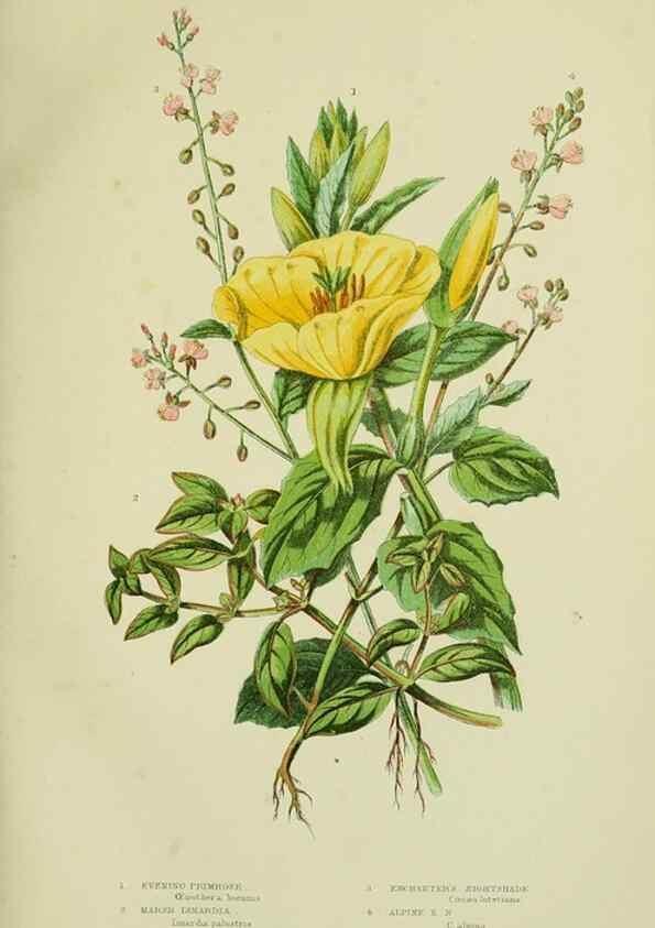 Reproducción/Reproduction 8516208462: The flowering plants, grasses, sedges, & ferns of Great Britain. London,F. Warne,1905.