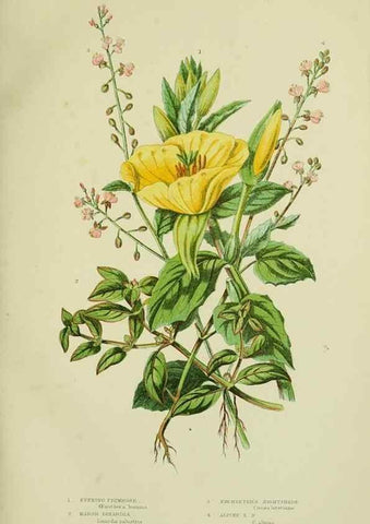 Reproducción/Reproduction 8516208462: The flowering plants, grasses, sedges, & ferns of Great Britain. London,F. Warne,1905.