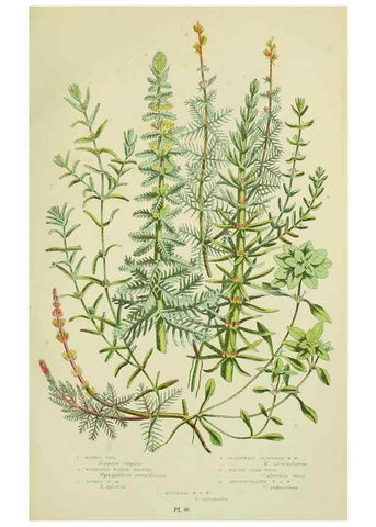Reproducción/Reproduction 8515094011: The flowering plants, grasses, sedges, & ferns of Great Britain. London,F. Warne,1905.