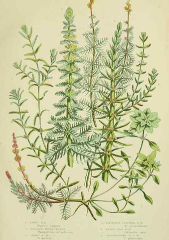 Reproducción/Reproduction 8515094011: The flowering plants, grasses, sedges, & ferns of Great Britain. London,F. Warne,1905.