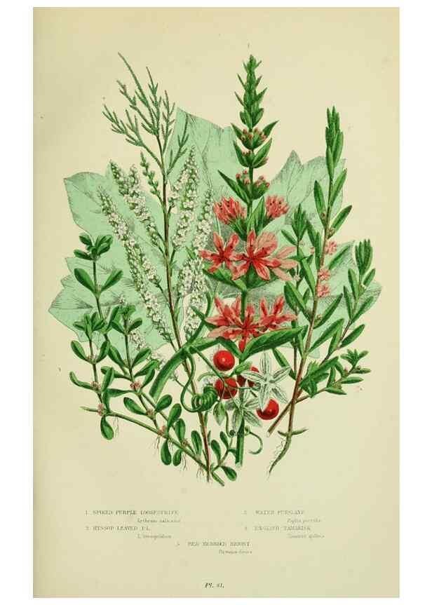 Reproducción/Reproduction 8515094613: The flowering plants, grasses, sedges, & ferns of Great Britain. London,F. Warne,1905.