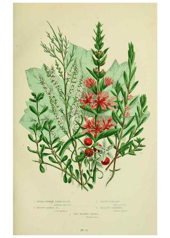 Reproducción/Reproduction 8515094613: The flowering plants, grasses, sedges, & ferns of Great Britain. London,F. Warne,1905.