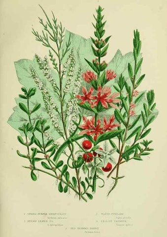 Reproducción/Reproduction 8515094613: The flowering plants, grasses, sedges, & ferns of Great Britain. London,F. Warne,1905.