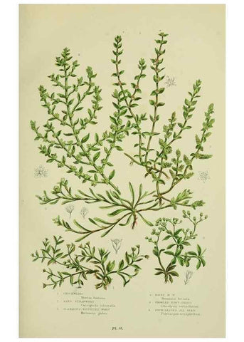 Reproducción/Reproduction 8516210228: The flowering plants, grasses, sedges, & ferns of Great Britain. London,F. Warne,1905.