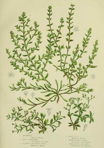 Reproducción/Reproduction 8516210228: The flowering plants, grasses, sedges, & ferns of Great Britain. London,F. Warne,1905.