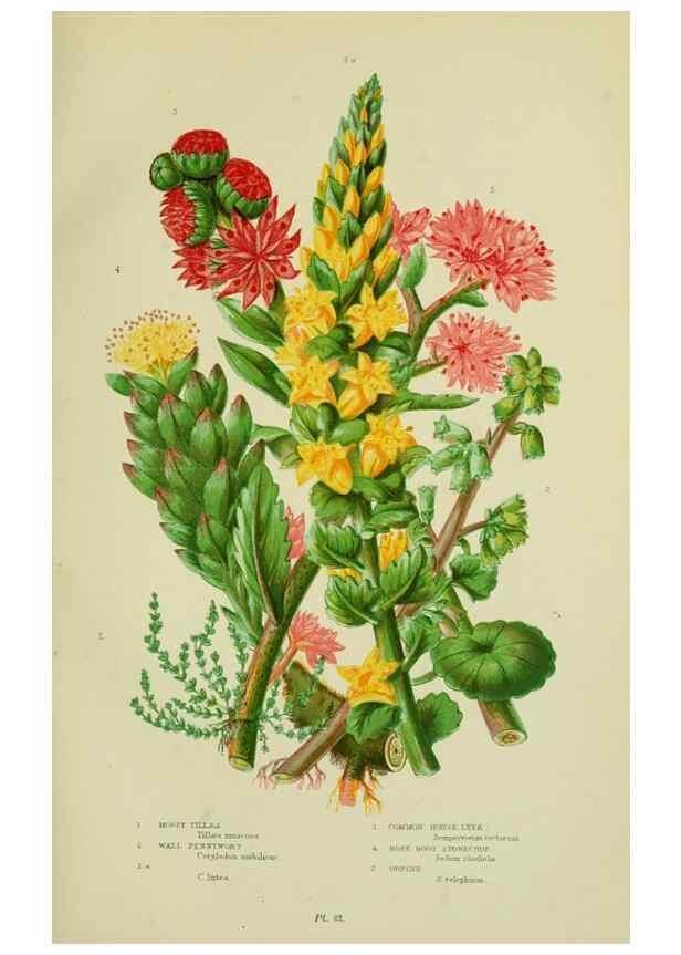 Reproducción/Reproduction 8515095917: The flowering plants, grasses, sedges, & ferns of Great Britain. London,F. Warne,1905.