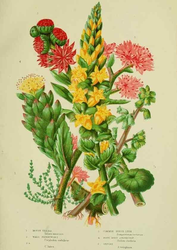 Reproducción/Reproduction 8515095917: The flowering plants, grasses, sedges, & ferns of Great Britain. London,F. Warne,1905.