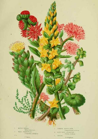 Reproducción/Reproduction 8515095917: The flowering plants, grasses, sedges, & ferns of Great Britain. London,F. Warne,1905.