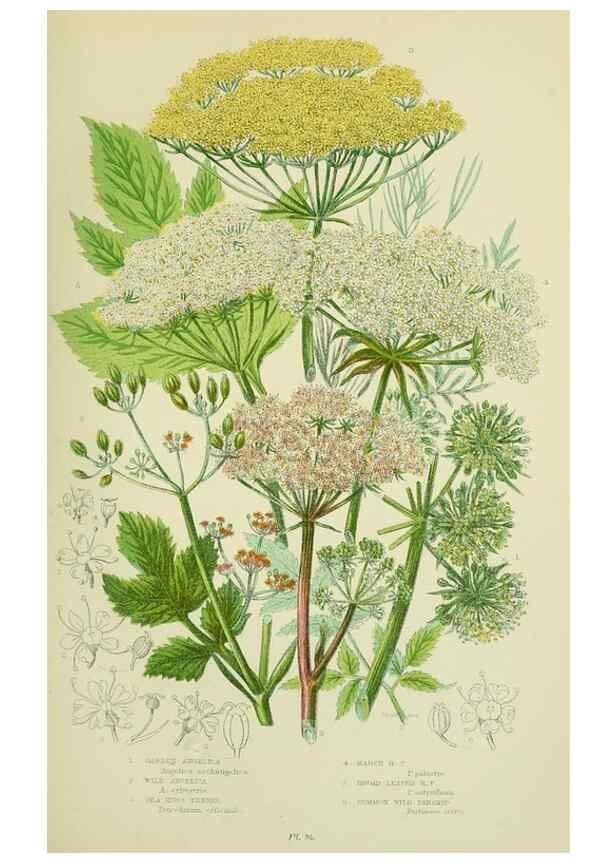 Reproducción/Reproduction 8516220414: The flowering plants, grasses, sedges, & ferns of Great Britain. London,F. Warne,1905.