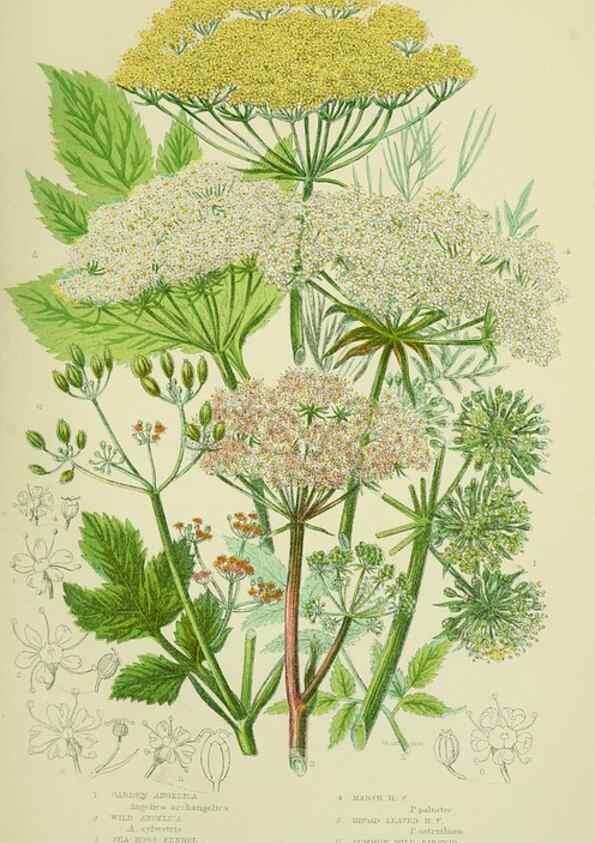 Reproducción/Reproduction 8516220414: The flowering plants, grasses, sedges, & ferns of Great Britain. London,F. Warne,1905.