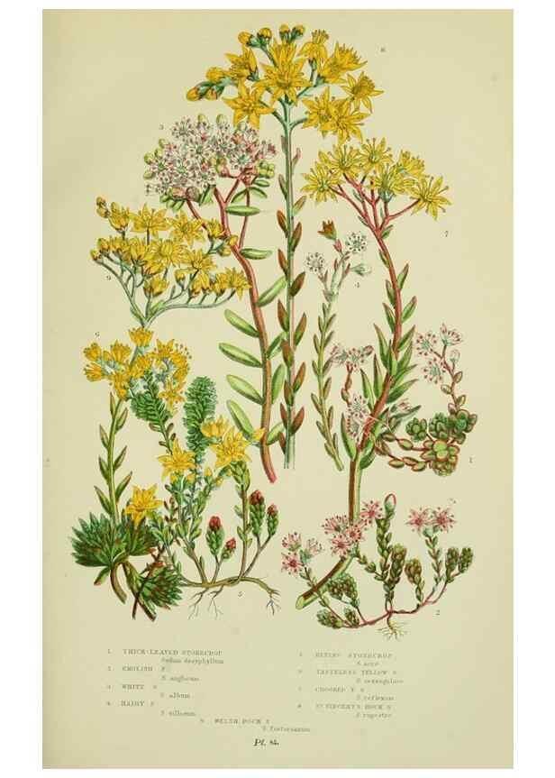 Reproducción/Reproduction 8515096841: The flowering plants, grasses, sedges, & ferns of Great Britain. London,F. Warne,1905.