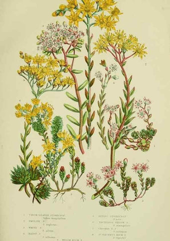 Reproducción/Reproduction 8515096841: The flowering plants, grasses, sedges, & ferns of Great Britain. London,F. Warne,1905.