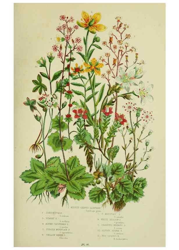Reproducción/Reproduction 8516213454: The flowering plants, grasses, sedges, & ferns of Great Britain. London,F. Warne,1905.