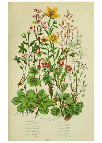 Reproducción/Reproduction 8516213454: The flowering plants, grasses, sedges, & ferns of Great Britain. London,F. Warne,1905.