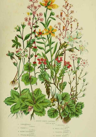 Reproducción/Reproduction 8516213454: The flowering plants, grasses, sedges, & ferns of Great Britain. London,F. Warne,1905.