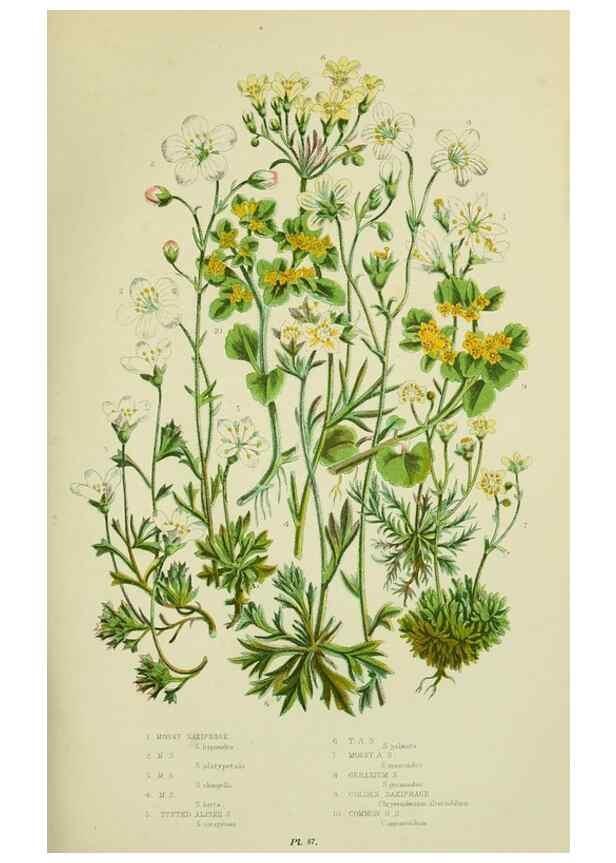 Reproducción/Reproduction 8516214134: The flowering plants, grasses, sedges, & ferns of Great Britain. London,F. Warne,1905.