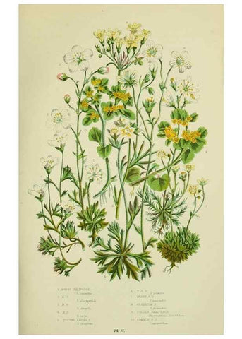 Reproducción/Reproduction 8516214134: The flowering plants, grasses, sedges, & ferns of Great Britain. London,F. Warne,1905.
