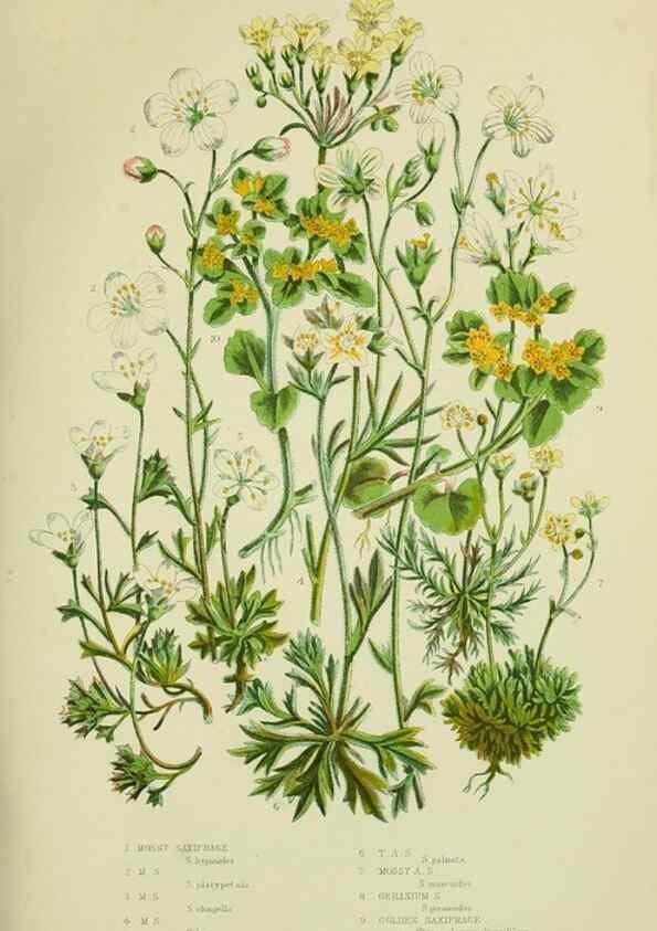 Reproducción/Reproduction 8516214134: The flowering plants, grasses, sedges, & ferns of Great Britain. London,F. Warne,1905.