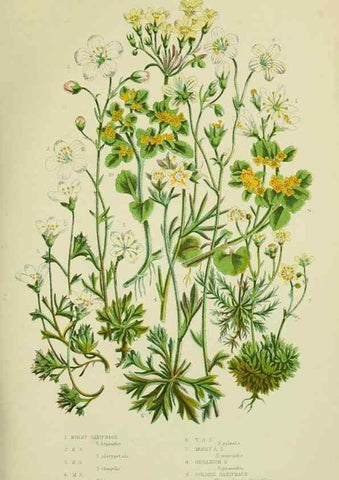 Reproducción/Reproduction 8516214134: The flowering plants, grasses, sedges, & ferns of Great Britain. London,F. Warne,1905.