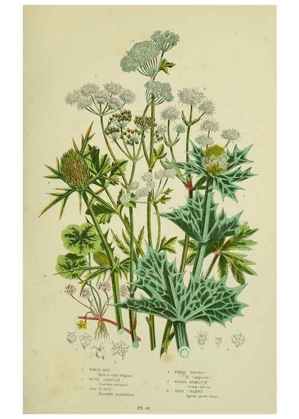 Reproducción/Reproduction 8516215044: The flowering plants, grasses, sedges, & ferns of Great Britain. London,F. Warne,1905.