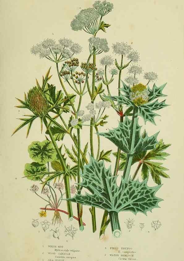 Reproducción/Reproduction 8516215044: The flowering plants, grasses, sedges, & ferns of Great Britain. London,F. Warne,1905.