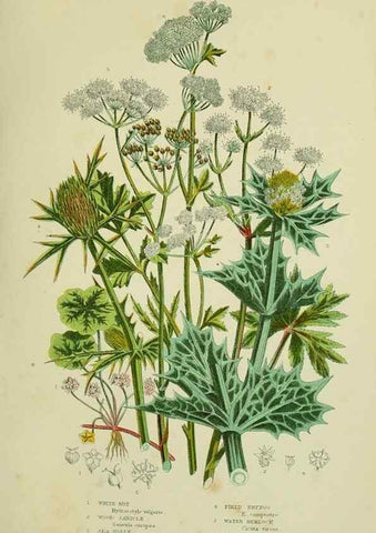 Reproducción/Reproduction 8516215044: The flowering plants, grasses, sedges, & ferns of Great Britain. London,F. Warne,1905.