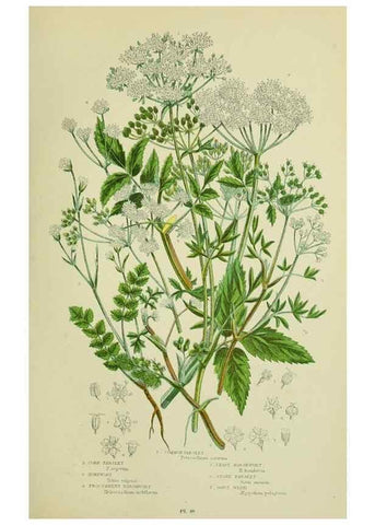 Reproducción/Reproduction 8516215822: The flowering plants, grasses, sedges, & ferns of Great Britain. London,F. Warne,1905.