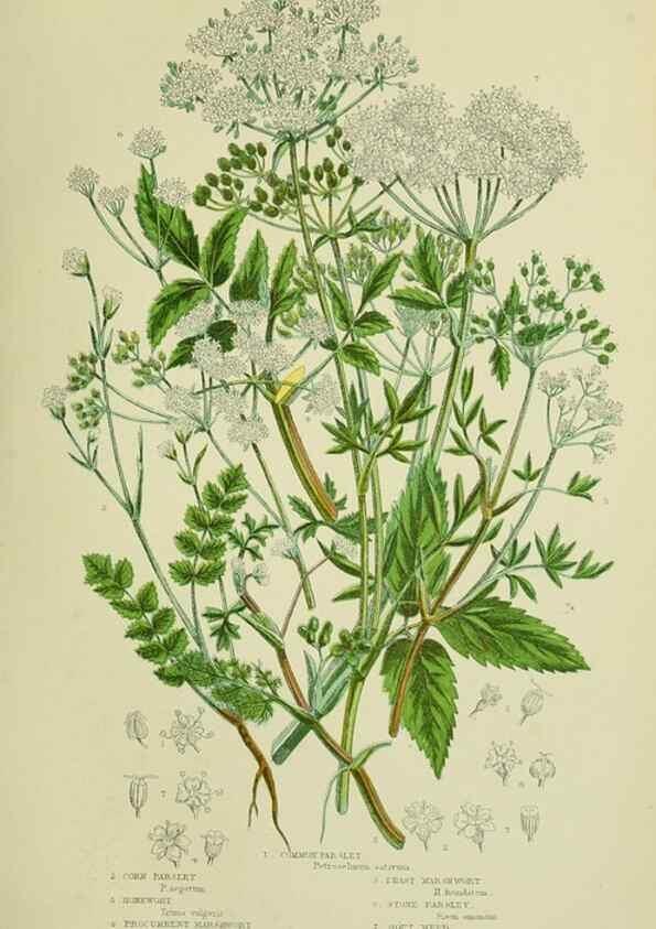 Reproducción/Reproduction 8516215822: The flowering plants, grasses, sedges, & ferns of Great Britain. London,F. Warne,1905.