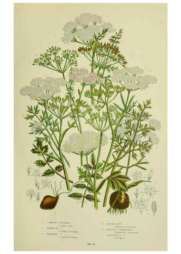 Reproducción/Reproduction 8516216790: The flowering plants, grasses, sedges, & ferns of Great Britain. London,F. Warne,1905.