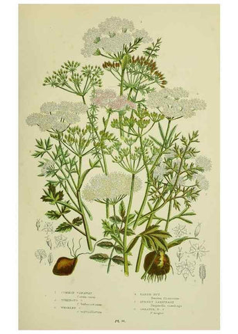 Reproducción/Reproduction 8516216790: The flowering plants, grasses, sedges, & ferns of Great Britain. London,F. Warne,1905.