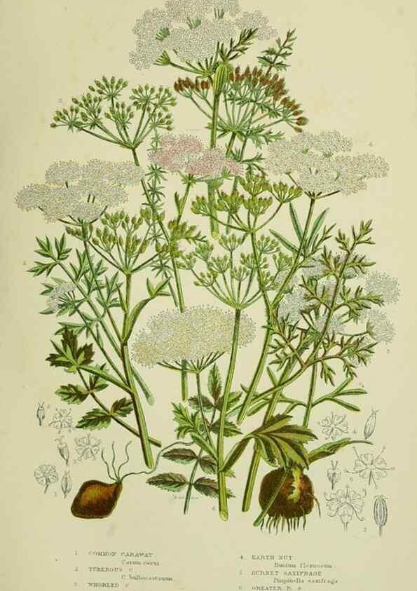 Reproducción/Reproduction 8516216790: The flowering plants, grasses, sedges, & ferns of Great Britain. London,F. Warne,1905.