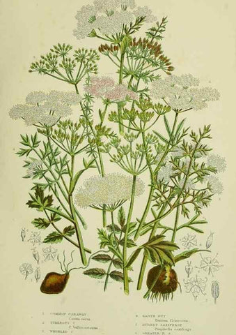 Reproducción/Reproduction 8516216790: The flowering plants, grasses, sedges, & ferns of Great Britain. London,F. Warne,1905.