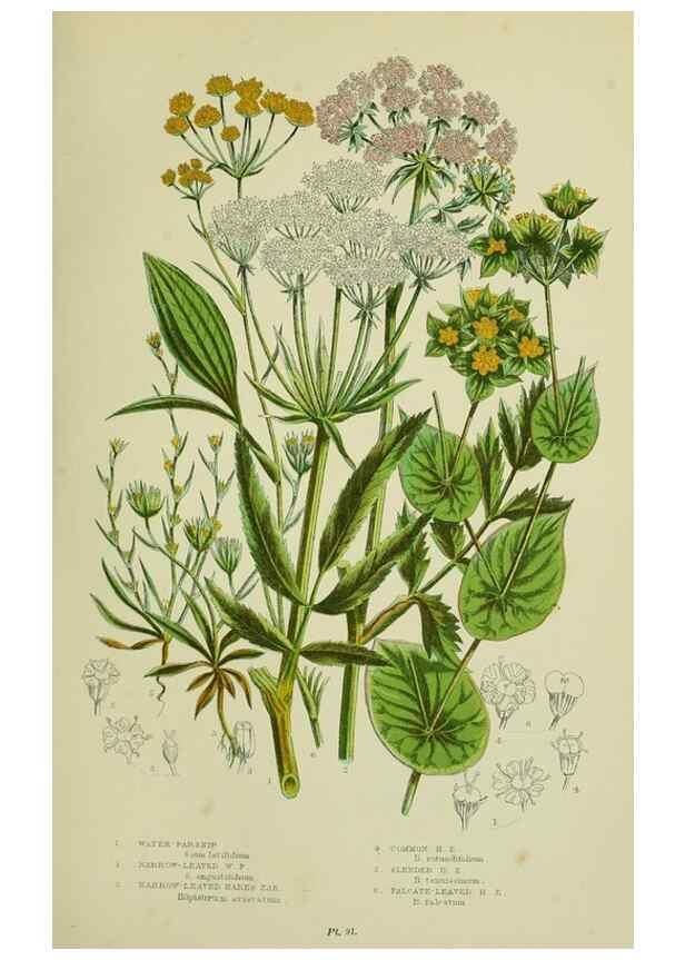 Reproducción/Reproduction 8515102533: The flowering plants, grasses, sedges, & ferns of Great Britain. London,F. Warne,1905.
