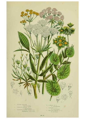 Reproducción/Reproduction 8515102533: The flowering plants, grasses, sedges, & ferns of Great Britain. London,F. Warne,1905.