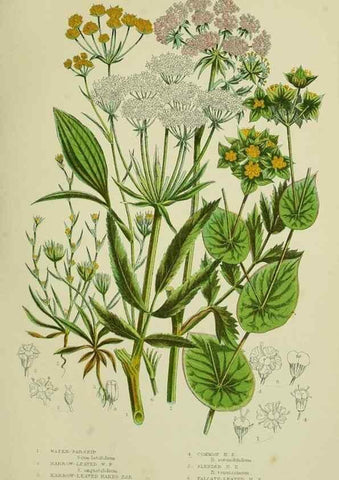 Reproducción/Reproduction 8515102533: The flowering plants, grasses, sedges, & ferns of Great Britain. London,F. Warne,1905.