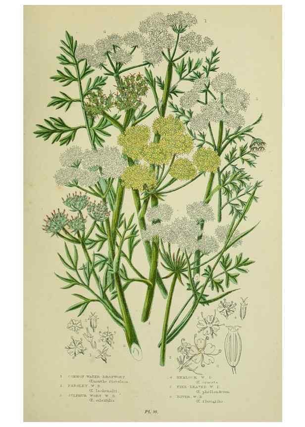 Reproducción/Reproduction 8516218790: The flowering plants, grasses, sedges, & ferns of Great Britain. London,F. Warne,1905.
