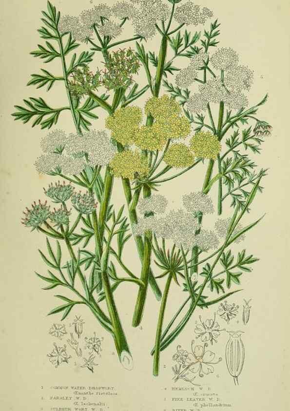 Reproducción/Reproduction 8516218790: The flowering plants, grasses, sedges, & ferns of Great Britain. London,F. Warne,1905.