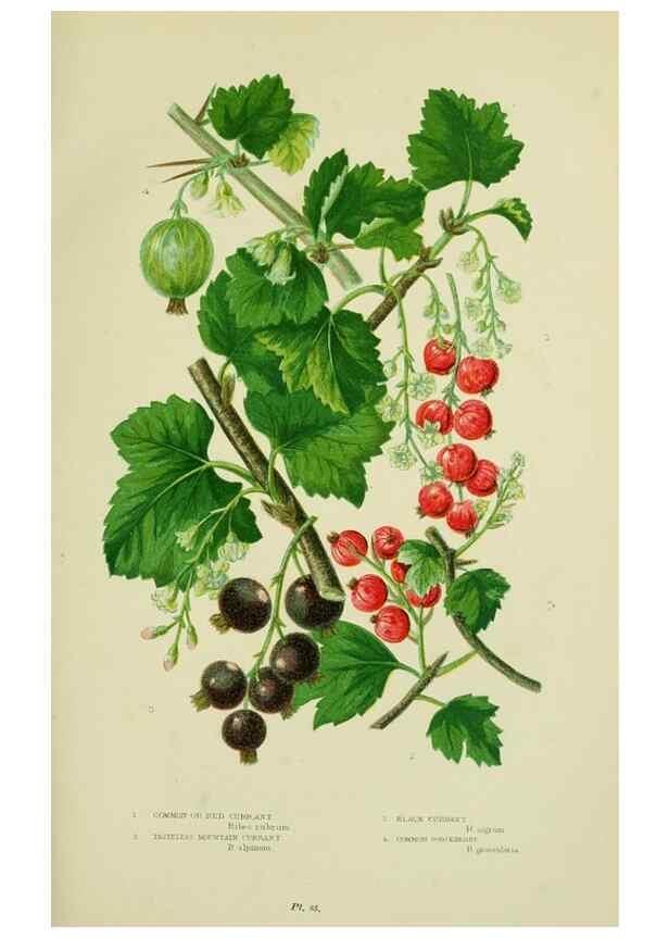 Reproducción/Reproduction 8516212762: The flowering plants, grasses, sedges, & ferns of Great Britain. London,F. Warne,1905.