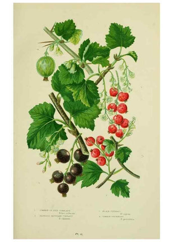 Reproducción/Reproduction 8516212762: The flowering plants, grasses, sedges, & ferns of Great Britain. London,F. Warne,1905.