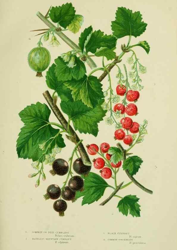 Reproducción/Reproduction 8516212762: The flowering plants, grasses, sedges, & ferns of Great Britain. London,F. Warne,1905.