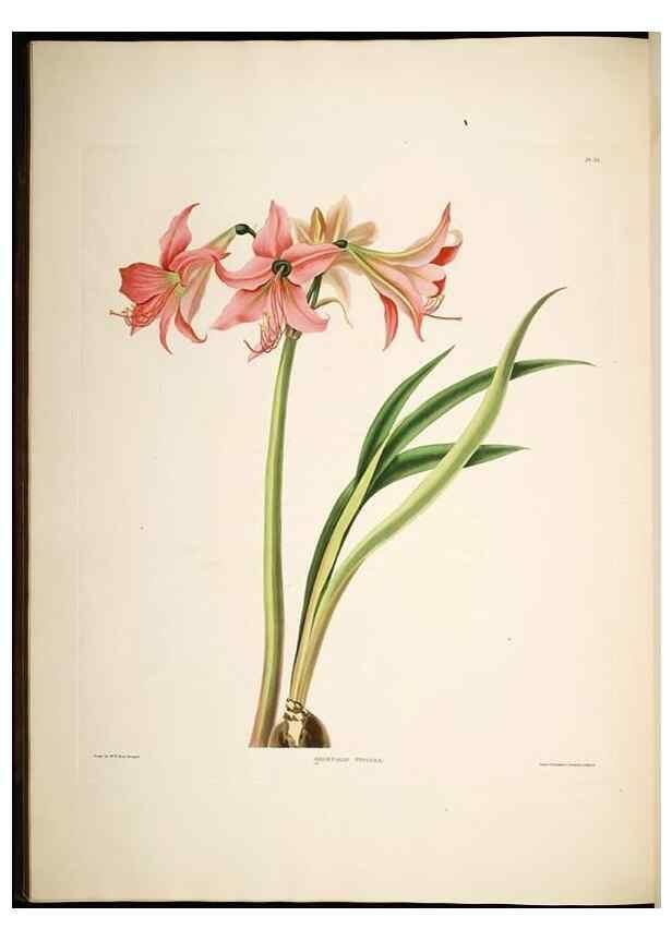 Reproducción/Reproduction 8512261367: A selection of Hexandrian plants, belonging to the natural orders Amaryllidae and Liliacae. London : Robt. Havell, ... , Pubd. 1831- ended Dec. 1, 1834.