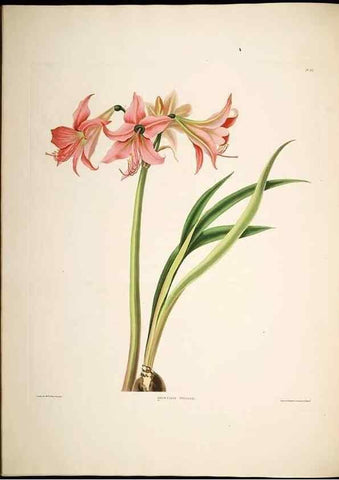 Reproducción/Reproduction 8512261367: A selection of Hexandrian plants, belonging to the natural orders Amaryllidae and Liliacae. London : Robt. Havell, ... , Pubd. 1831- ended Dec. 1, 1834.