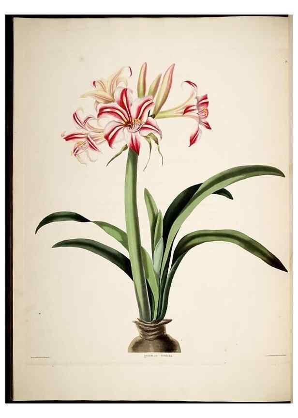 Reproducción/Reproduction 8513373946: A selection of Hexandrian plants, belonging to the natural orders Amaryllidae and Liliacae. London : Robt. Havell, ... , Pubd. 1831- ended Dec. 1, 1834.