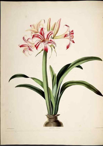 Reproducción/Reproduction 8513373946: A selection of Hexandrian plants, belonging to the natural orders Amaryllidae and Liliacae. London : Robt. Havell, ... , Pubd. 1831- ended Dec. 1, 1834.