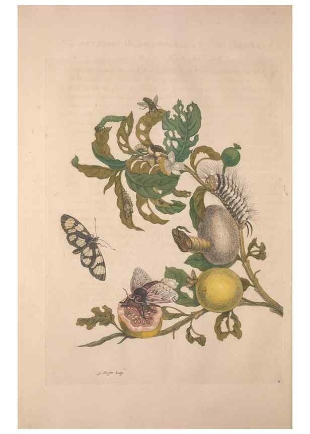Reproducción/Reproduction 8506183975: Metamorphosis insectorum surinamensium.. Amsterdam :Voor den auteur, als ook by G. Valck,[1705]